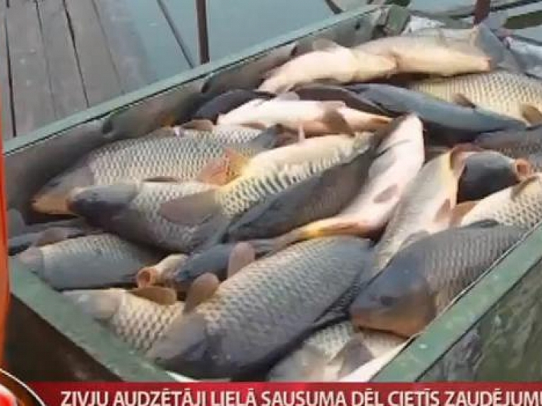 Zivju audzētāji sausuma dēļ cietīs zaudējumus

