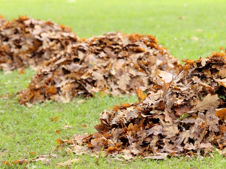 Pārdaugavā izveidos vēl vienu kritušo lapu savākšanas punktu

