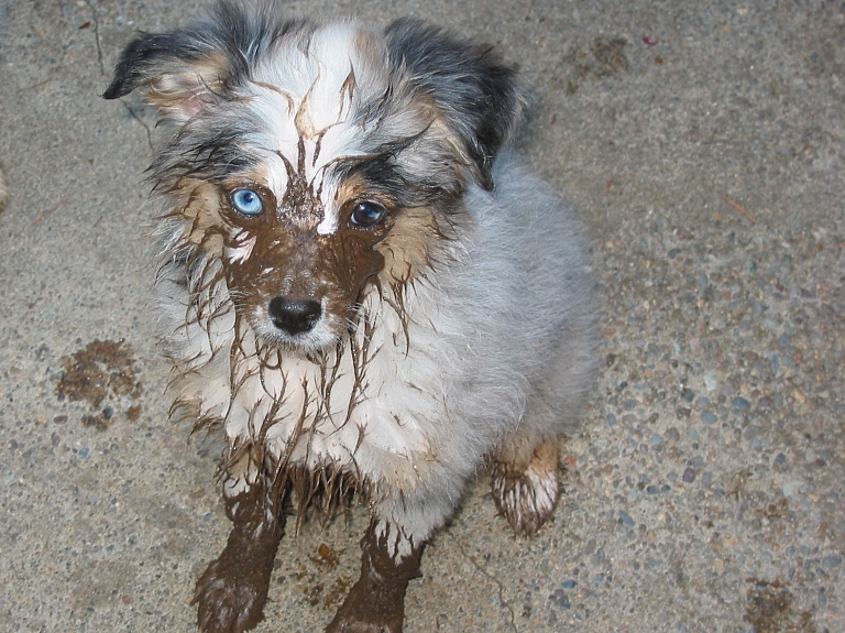 Rēzeknē izvelk akā iekritušu suni

