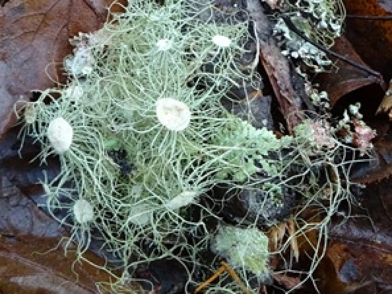 RA docente atklāj jaunu atradni retam ķērpim Ziemeļlatgalē

