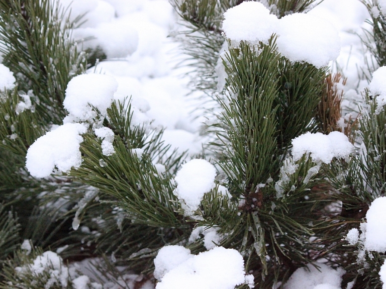 Visbiezākā sniega sega Rīgā - 22 centimetri