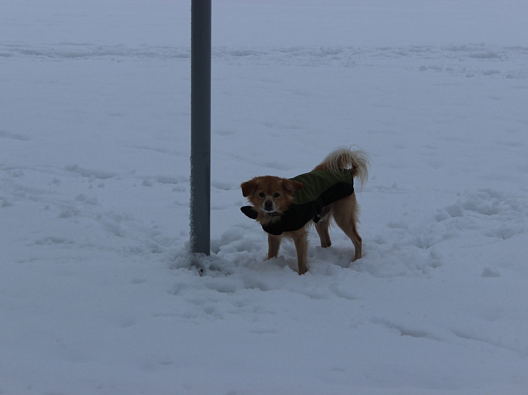 Līdz vakaram Rīgā būtisks sniega segas pieaugums netiek prognozēts

