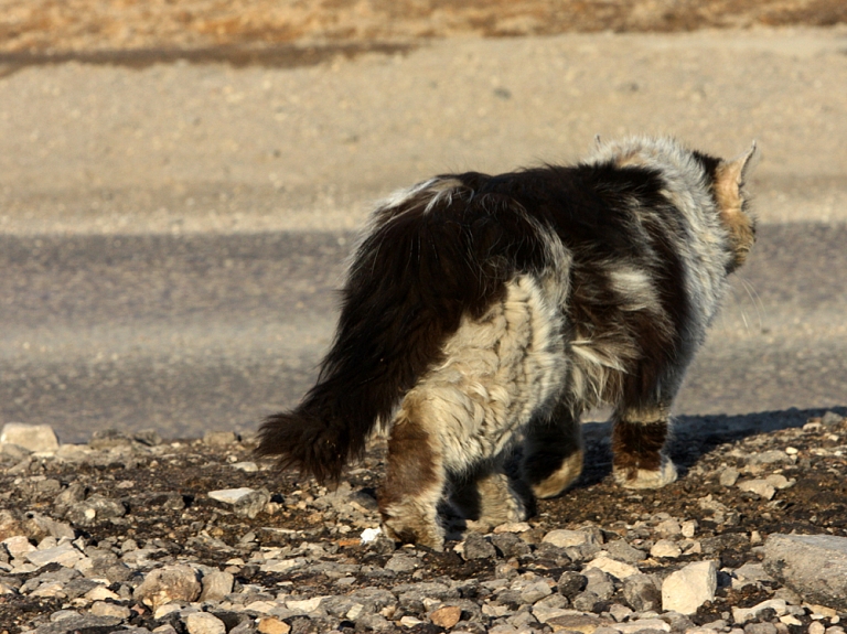 Rīgā izglābts no sestā stāva ventilācijas šahtā iekritis kaķis

