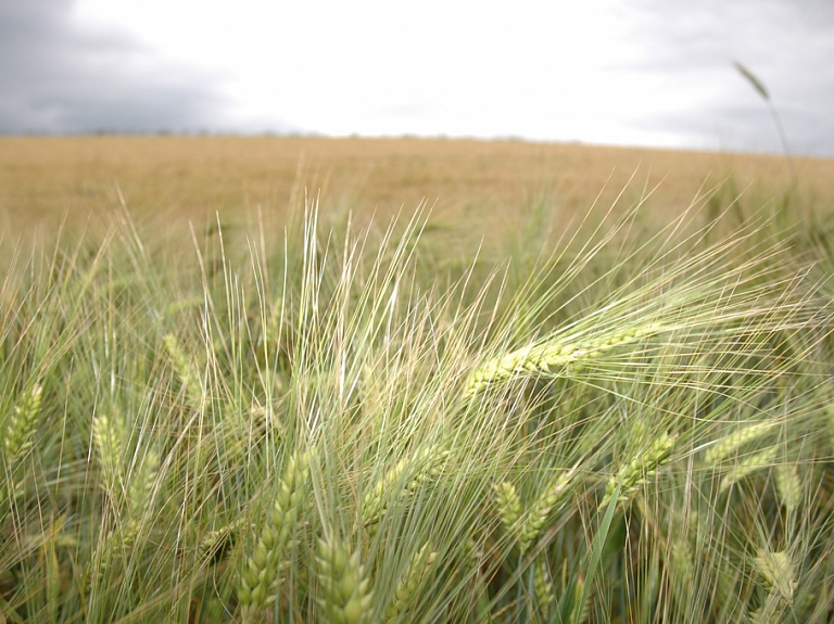 Viļānos notiks graudu un rapšu audzētāju konference

