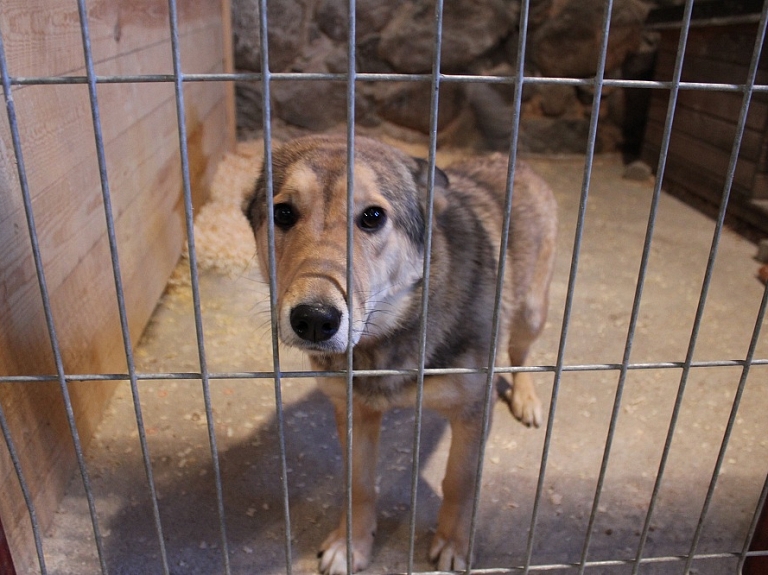 "Ulubelei" bažas par konfiscēto dzīvnieku neapskaužamo stāvokli un neskaidro nākotni