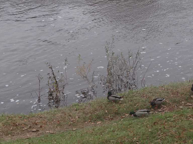 Buļļupē šogad plāno ielaist zandartu mazuļus


