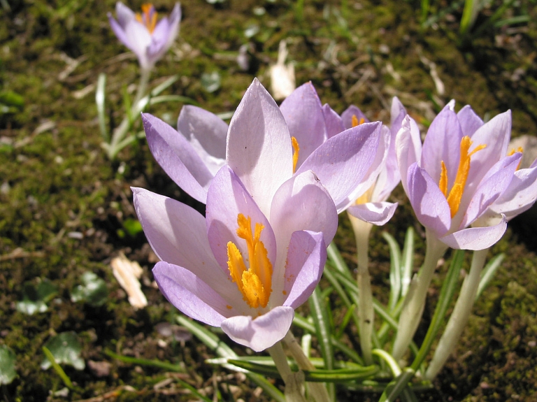 Rēzeknē notiks seminārs par atjaunojamo energoresursu izmantošanu

