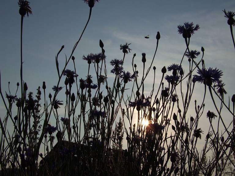Ērgļu novadā notiks ērču un karūsu ķeršanas čempionāts