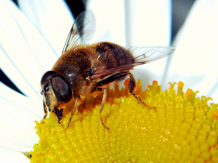 Rīgas reģionā sievietei pēc bites dzēliena mēlē sākusies smaga alerģiska reakcija

