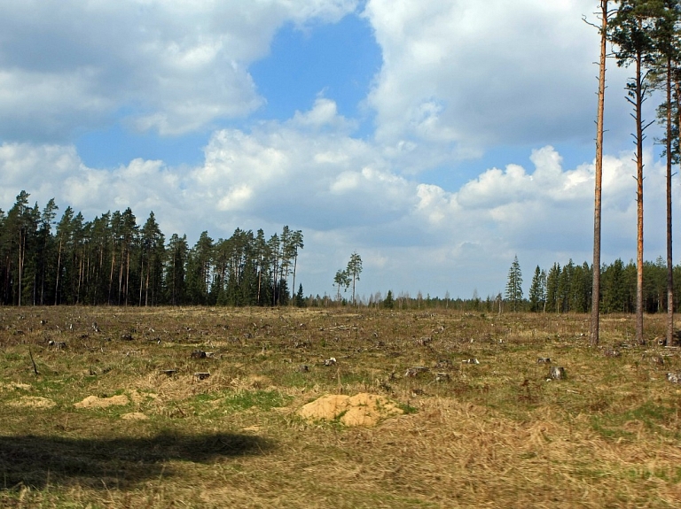 Jaunjelgavas novada pašvaldība izsolīs cirsmu par sākumcenu 15 000 eiro