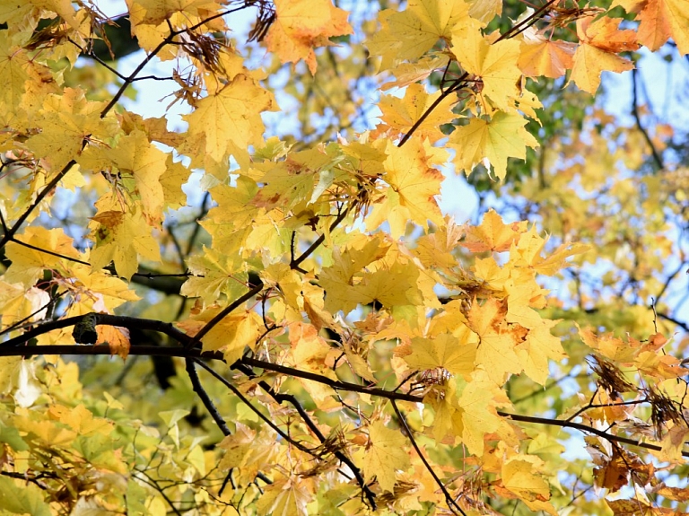 Nākamgad plāno labiekārtot Garozas muižas parku Bauskas novadā