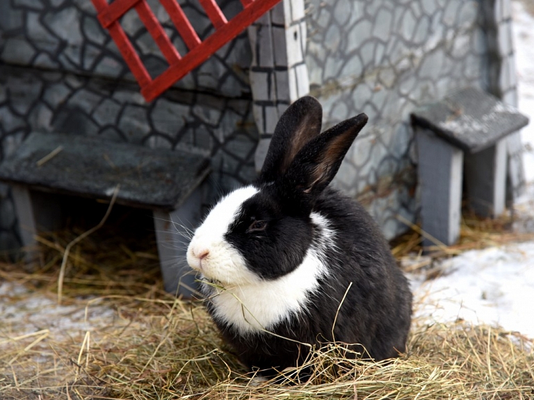 Liepājā notiks trušu un mājputnu izstāde