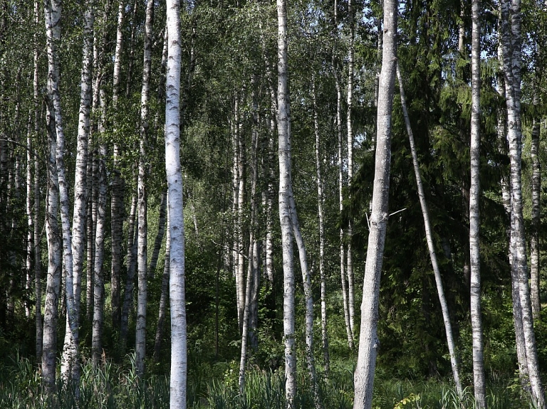 Krustpils novada pašvaldība dabas taku izveidei lūgs valsti nodot īpašumā desmit hektārus meža