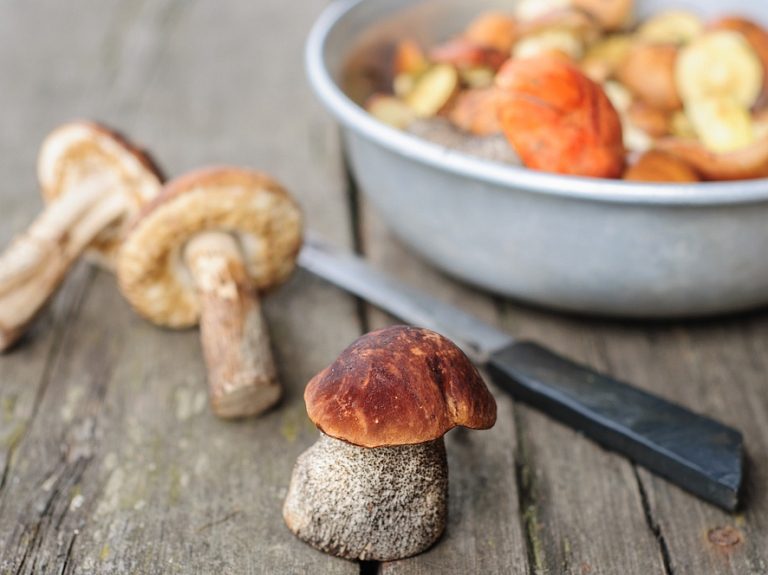 Piecas lietas par kurām neaizmirst, dodoties sēņot