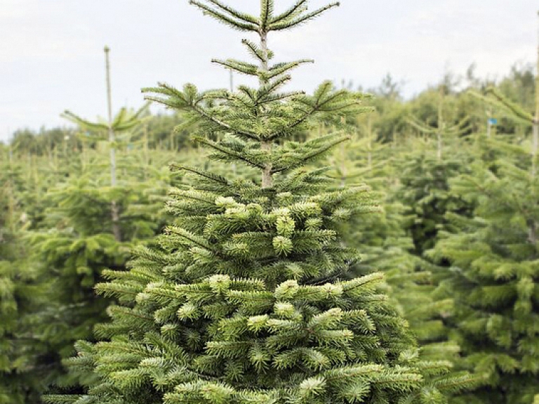 "K-rauta": eglīšu pirkšanas drudzis sācies iepriekšējās brīvdienās