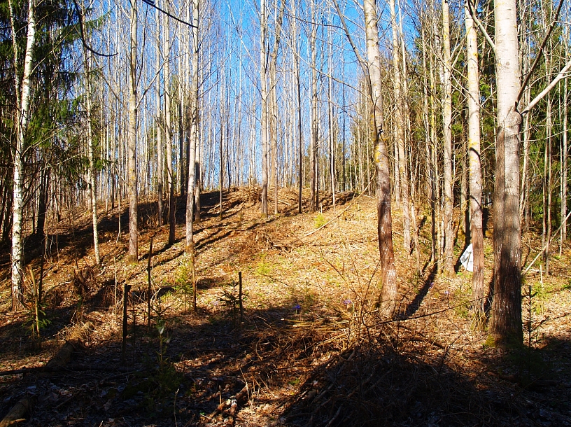 Foto: Asūnes Ļutaucu pilskalns I. Avots: LKA