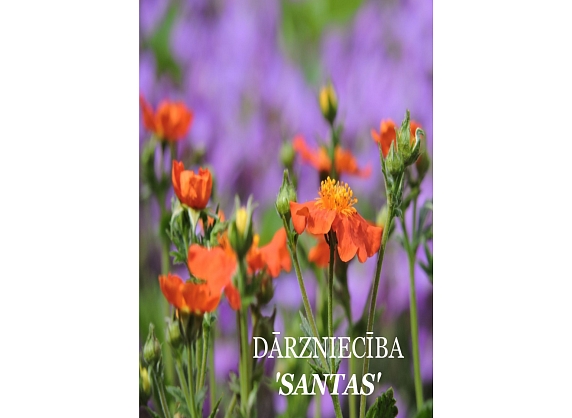 SANTAS, dārzniecība