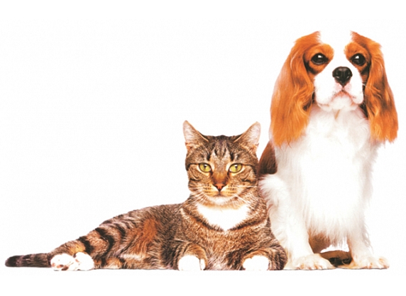 Anitas veterinārā aptieka