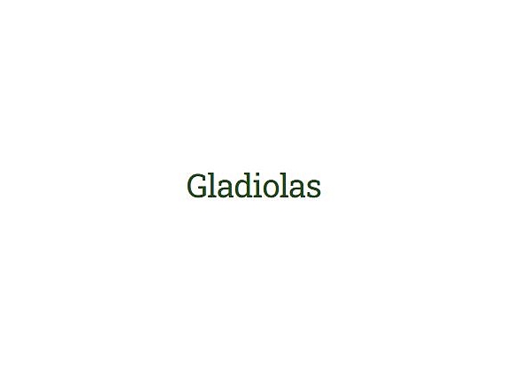 Lindas Ziedi Siguldā, IK